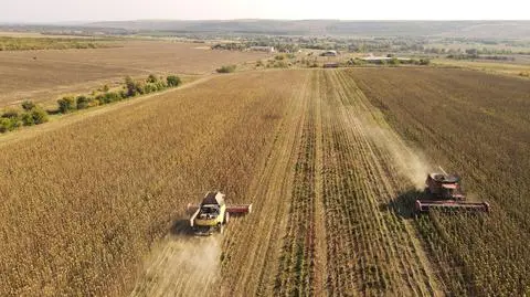Powszechny skup zboża może kosztować miliardy. Ekspert: czy rząd jest w stanie wyłożyć te środki?