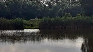 Niedźwiedź nad stawami w Sanoku 