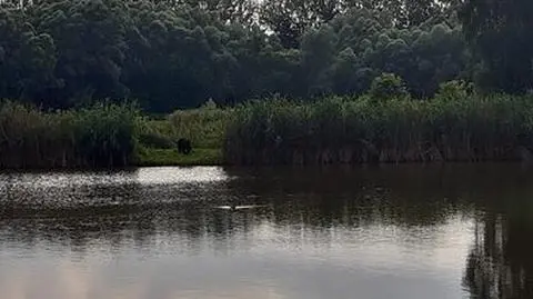 Niedźwiedź nad stawami w Sanoku 