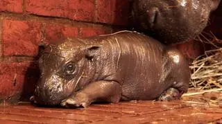 Młody hipopotam z matką