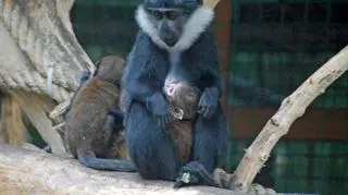 Noworodek koczkodana górskiego