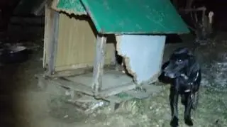 Pies Teodor stracił swojego pana w pożarze. Przygarnął go policjant