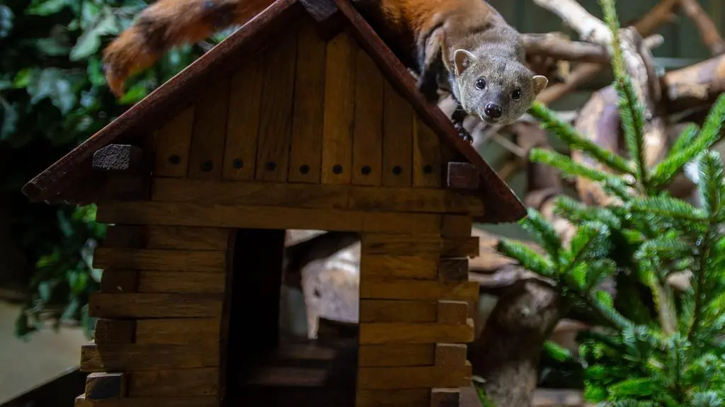 Choinki w zoo w Łodzi
