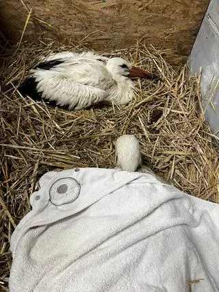 Bociany wpadły do zbiornika z wodą. Siedem z nich nie przeżyło