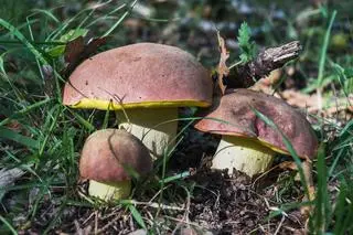 Masłoborowik królewski (Butyriboletus appendiculatus subsp. regius)