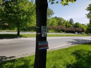 Wycinka ponad tysiąca drzew pod budowę linii tramwajowej. Protest mieszkańców