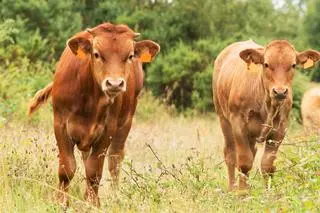 Rubia Gallega to rasa bydła, która pochodzi z Galicji 