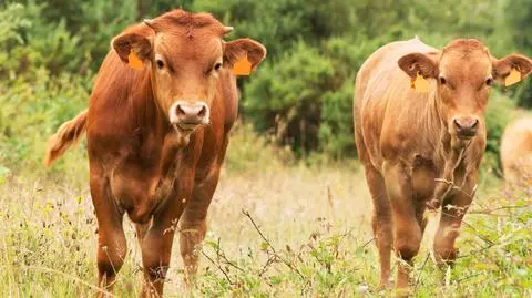 Rubia Gallega to rasa bydła, która pochodzi z Galicji 