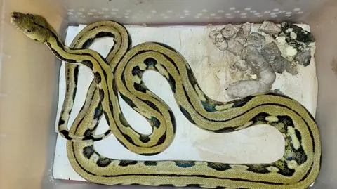 Four pythons and an anaconda abandoned without food and water