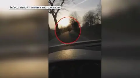 Pierwszy film z bieruńską lamą na wolności