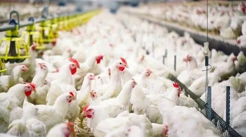 Ptasia grypa groźniejsza niż rok temu. Wybito już około 50 milionów ptaków