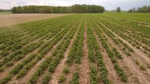 Bezpłatne testy dla pracowników sezonowych z zagranicy. "Zapłaci budżet państwa"