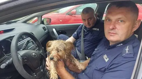 Piesek błąkał się przy drodze, uratowali go policjanci