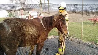 Koń wpadł do szamba. Pomogli strażacy 