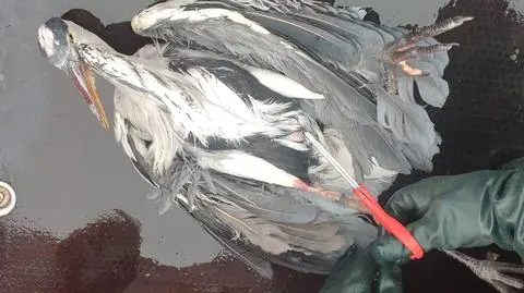 Ptak został przekazany łowczemu miejskiemu