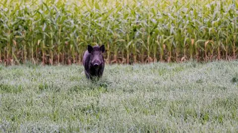 "Superświnie" zagrażają amerykańskiej gospodarce