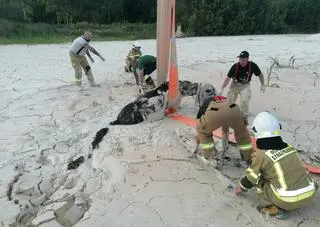 Zwierzę wpadło do zbiornika z gliną