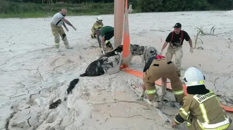 Zwierzę wpadło do zbiornika z gliną