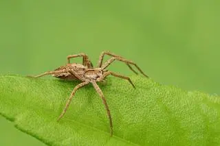 Pająk z rodziny darownikowatych (Pisauridae)
