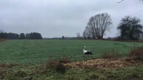 Nie odleciał na zimę i mieszka na Podlasiu. Ostatnio zmienił wieś