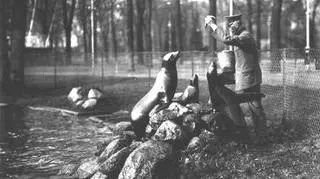 Karmienie fok, lata 1920-40 