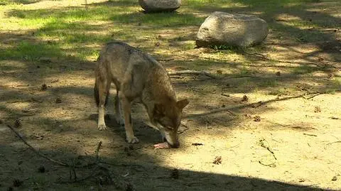 Wilki są ofiarami czarnego PR-u. Wrocławskie zoo chce to zmienić