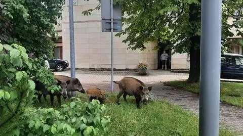 Dziki "odwiedziły" muzeum w Jaworznie. "Pierwsza tego typu wizyta"
