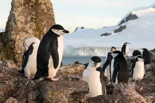 Pingwiny maskowe (Pygoscelis antarcticus) 