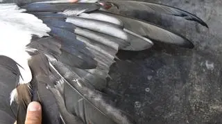 Ktoś podcina i wyrywa lotki bocianom