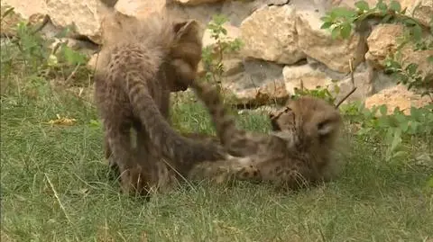 Małe gepardy w opolskim zoo