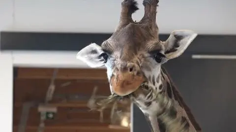 Żyrafy, sąsiadki słoni. Można je już odwiedzać w ich nowym domu 