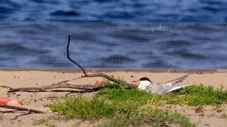 Barki są wypełnione piaskiem