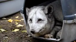 Lisy przywieziono do zoo w transporterach