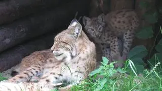 Imiona wybrano w konkursie