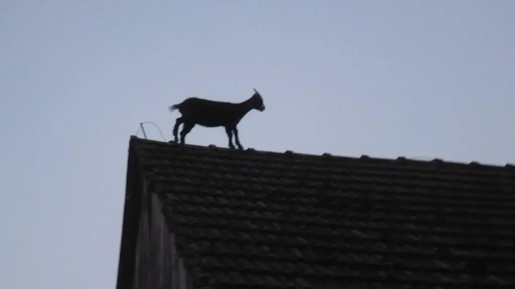 Zwierzę utknęło na dachu stodoły