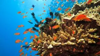 Ponad 40 procent może wyginąć, a "świat na nich polega"