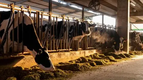 Widmo masowego uboju zwierząt w Europie Południowej. Powodem brak paszy z Ukrainy