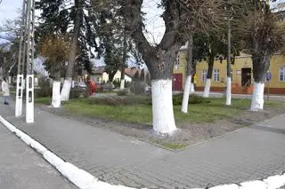 Białe drzewa, krawężniki i słupy w Dąbrowicach