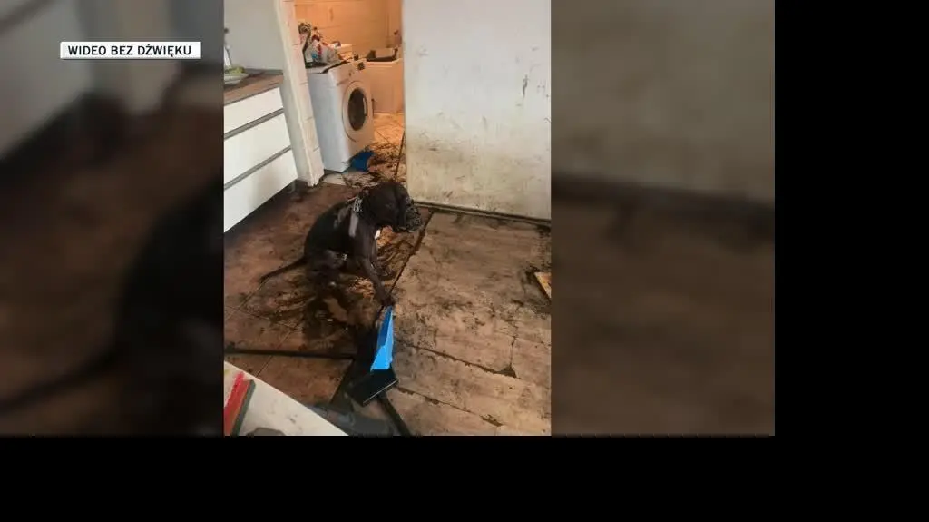 psiak