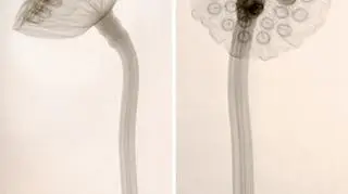 Prześwietlone rośliny