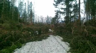 Jedyny w Polsce oświetlony tor do trenowania biathlonu zniszczony przez powalone drzewa 