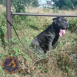 Na zewnątrz upał. Przy trzepaku od kilku godzin przywiązany pies