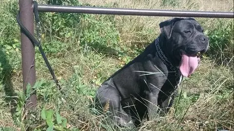 Na zewnątrz upał. Przy trzepaku od kilku godzin przywiązany pies