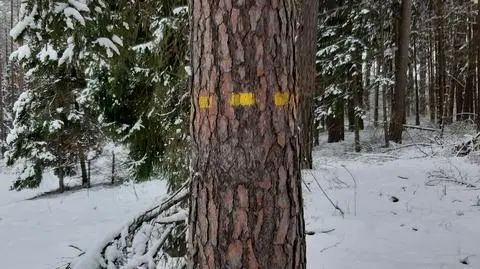Tajemnicze znaki na drzewach. Leśnicy wyjaśniają, co określają 