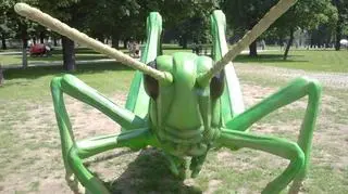 Owady giganty w Starym Browarze