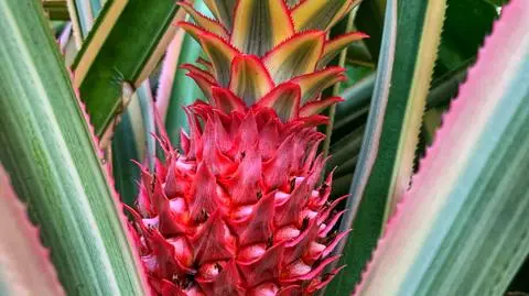 Kategoria premium wśród owoców. Za niektóre trzeba słono zapłacić