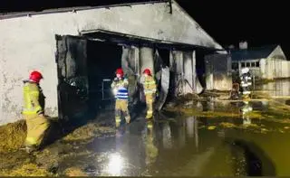 W pożarze obory zginęło 65 sztuk bydła