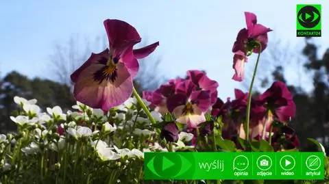 Nadeszła wiosna. Jak Was przywitała?