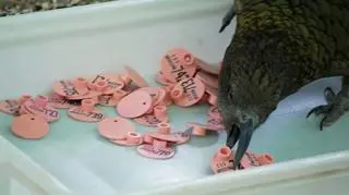 Kea wybiera matkę chrzestną