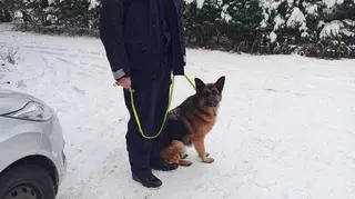 Psy zostały złapane przez policjantów